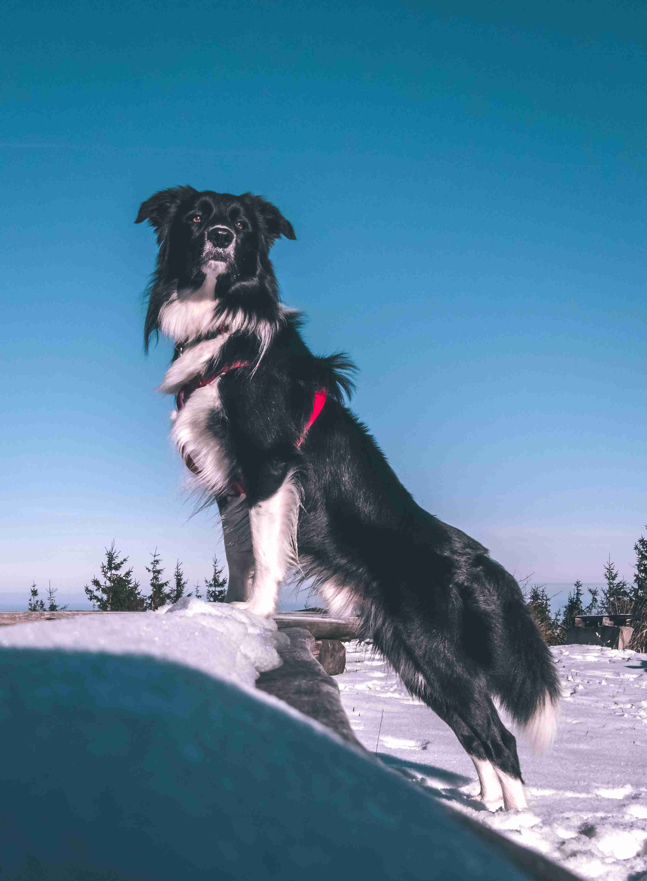 Step-by-Step Guide: Teaching Your Border Collie to Love Eye Exams